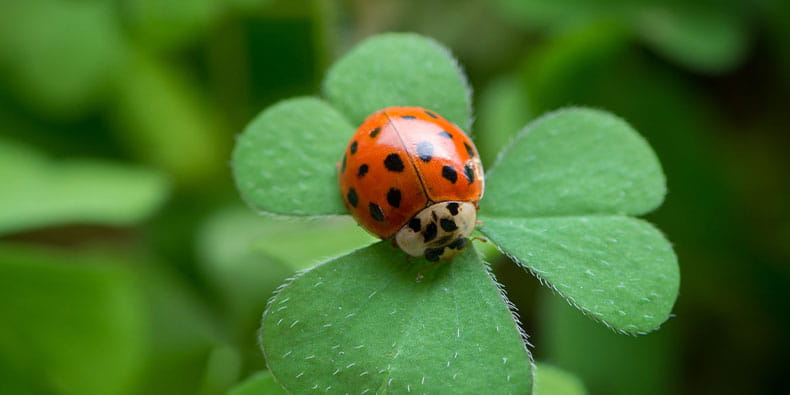 The Popular Luck Symbols