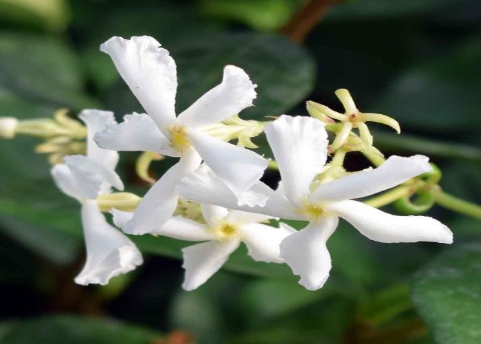 Star Jasmine