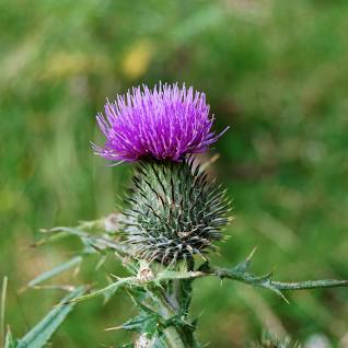 Dwarf Thistle