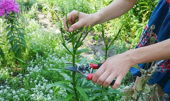 How to Properly Deadhead Lilies After Flowering