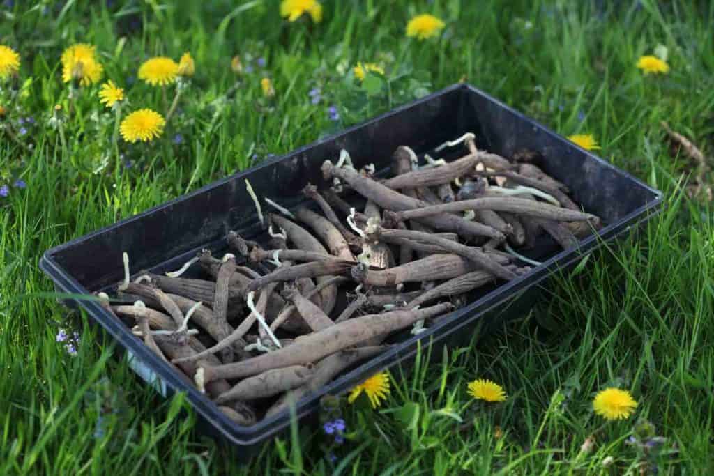 5 Steps to Plant Dahlia Tubers for Transforming Your Garden