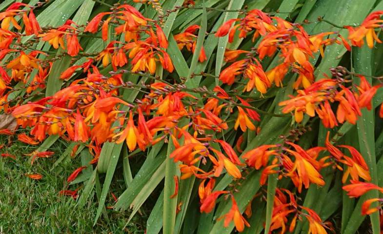 When to Plant Crocosmia Bulbs