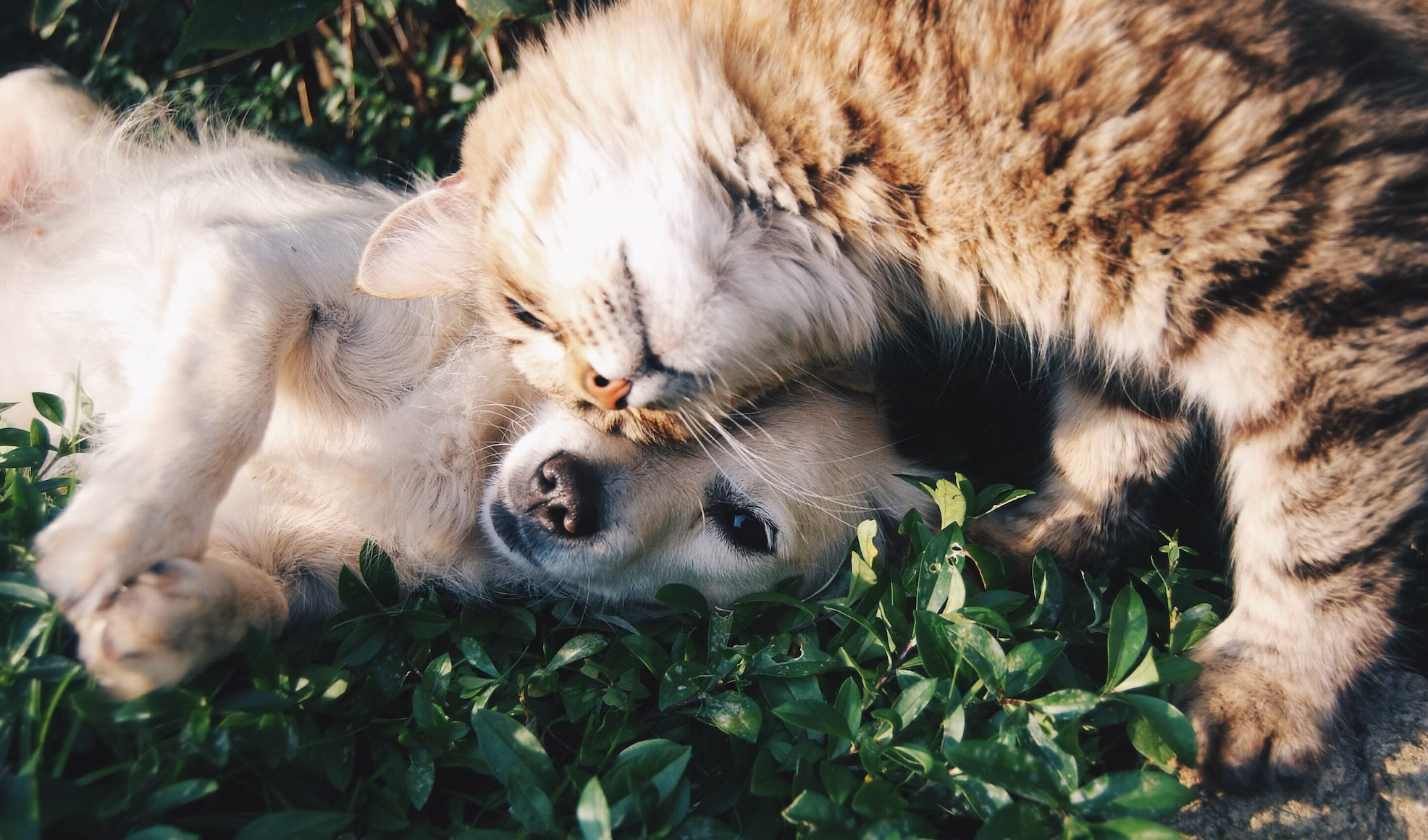 Ant-Proofing Your Pet’s Food: Keeping Ants Away From Pet Bowls