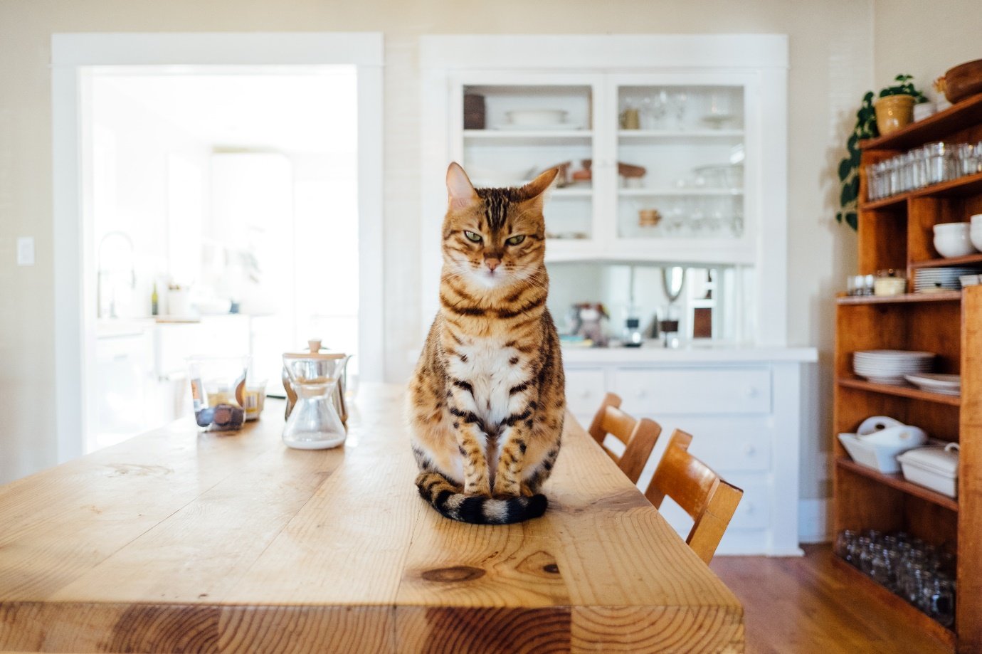 The Purrfect Solution: Tips for Installing a Cat Flap