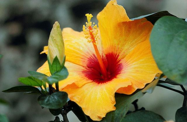 How Hibiscus Has Been Used for Thousands of Years in Ancient Cultures and Its Surprising Health Benefits