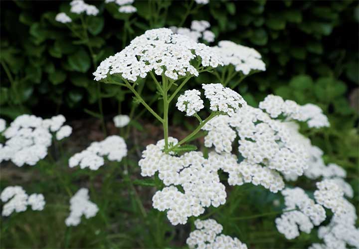 yarrow