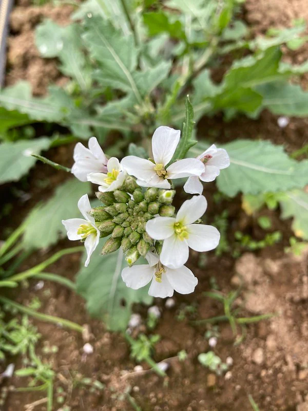 ‘Wasabi’ Wild Rocket